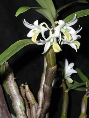 Bild von Dendrobium scabrilingue 2